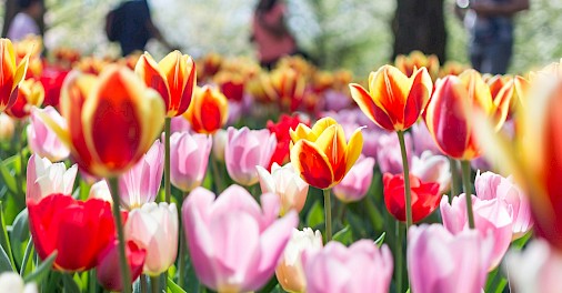 Multi-colored tulips. Unsplash@Anh Tran