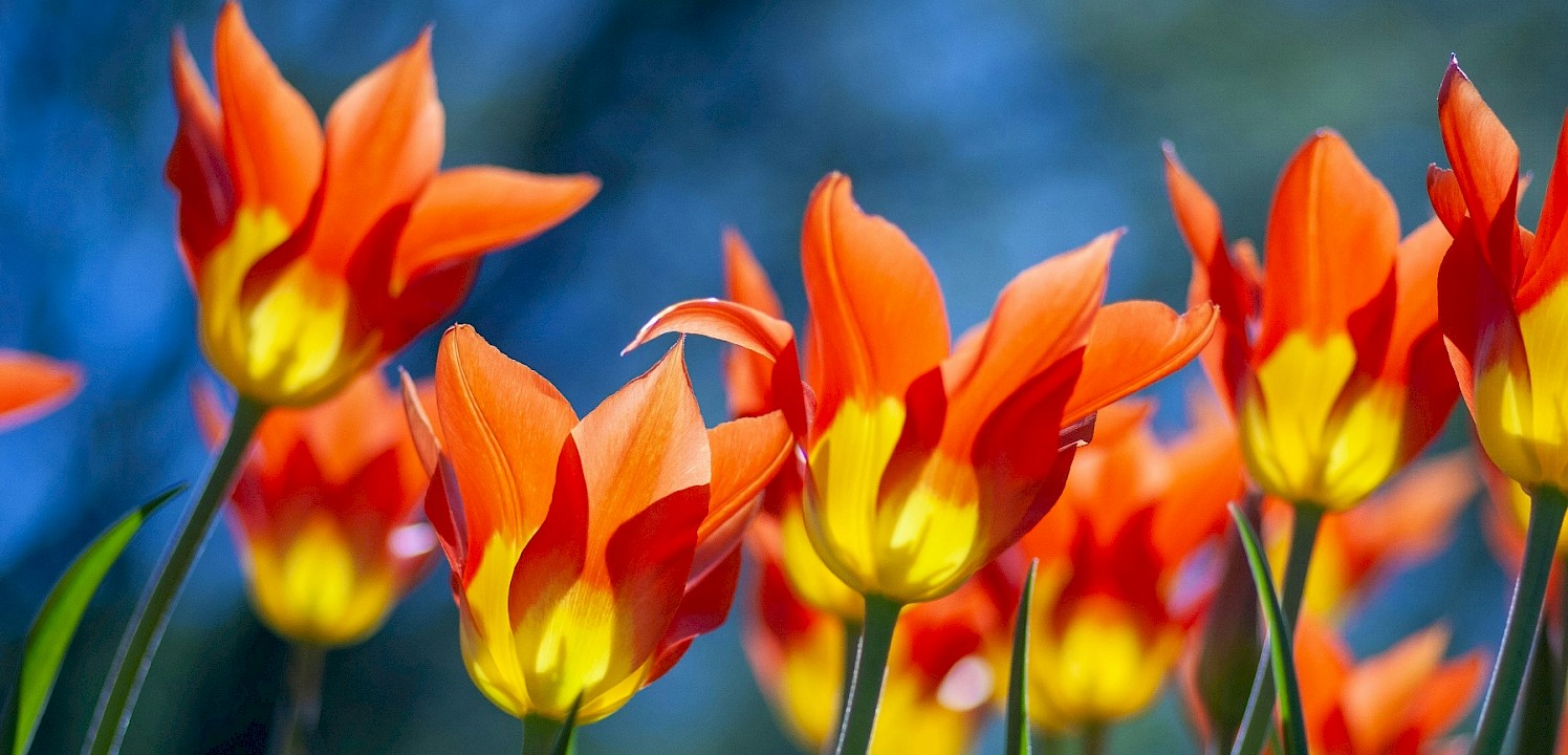 Red and yellow tulips. Unsplash:Yoksel Zok