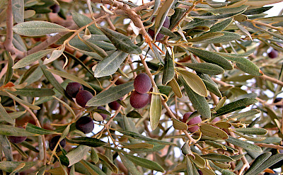 Olives growing on Mount Nebo in Jordan. Flickr:Dennis Jarvis