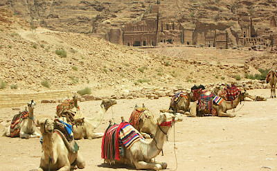 Resting camels at Petra in Maan, Jordan. Flickr:Mi. Ma.