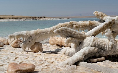 Tree branches by the Dead Sea. Unsplash@Jan Simons