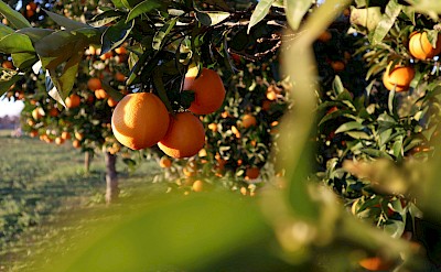 Oranges growing in Alentejo, Portugal. Unsplash@Alvaro Carrilho