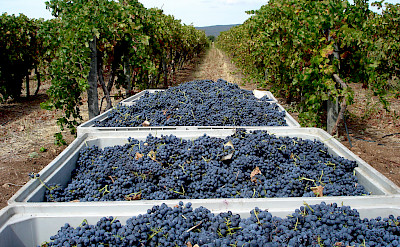 Harvesting the vineyards in Alentejo, Portugal. Photo via Flickr:Andre Ribeirinho