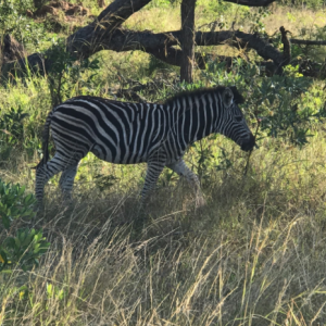 Zebra on the safari