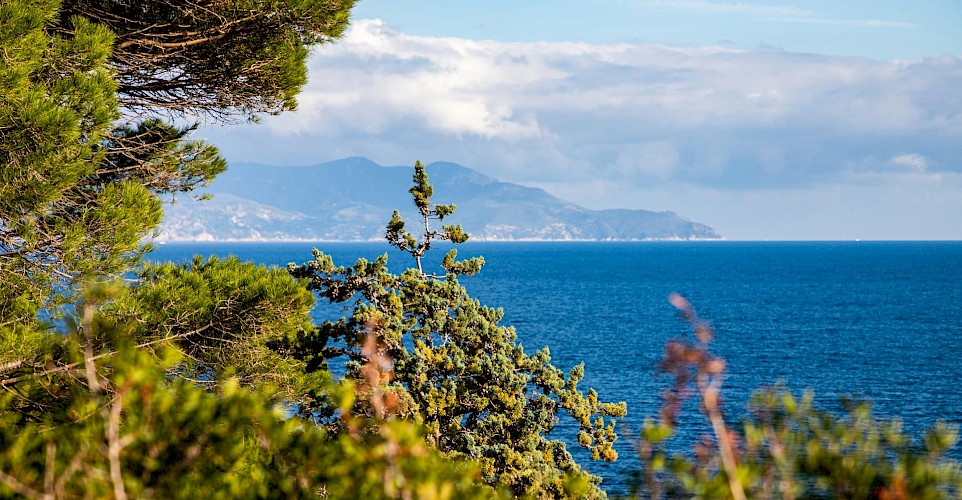 Foliage in Giglio, Italy. Unsplash@Federico Burgalassi