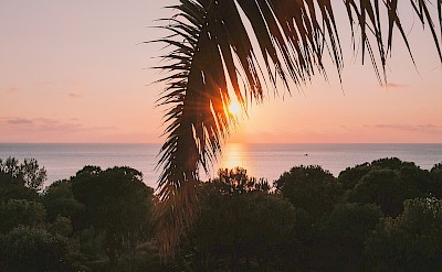 Sunset behind a palm tree in Giglio, Italy. Unsplash@Aho