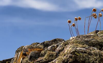 Flowers in Carrick, Scotland. Flickr:James Johnstone