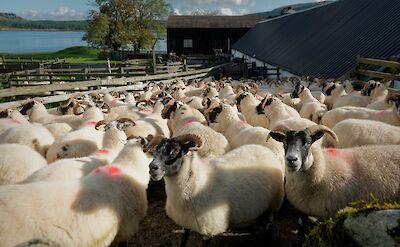 Flock of sheep, Scotland. CC:Galloway Cycling Holidays