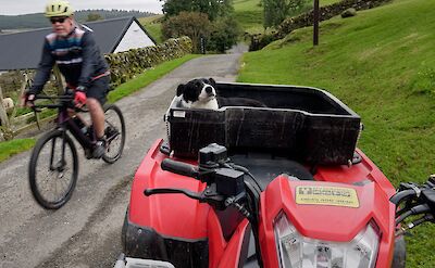 Sheepdog in a trailer, Scotland. CC:Galloway Cycling Holidays