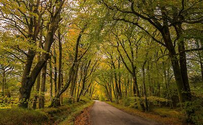 Laurieston Forest, Scotland. Flickr:caroline legg