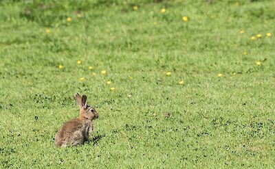 Baby rabbit, Kirkcudbright, Scotland. Unsplash:Dean Ward