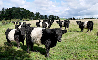 Belted Galloway cows originating in Southwest Scotland. Photo via TO
