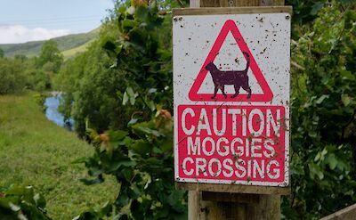 Cat crossing sign, Scotland. CC:Galloway Cycling Holidays