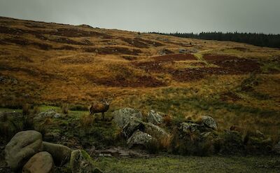 Stag at Castle Douglas, Scotland. Unsplash:Quaid Lagan