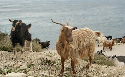 Mirtos goats on Cephalonia Island, Greece. Flickr:Martin Belam