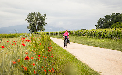 Biking Brenner Pass to Venice Bike Tour. ©TO