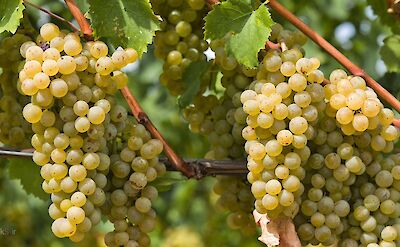 Harvesting grapes in Bolzano, Trentino-Alto Adige, Italy. Flickr:Mohammad Hemati128