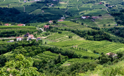 The wine country of Brda, Slovenia. Flickr:Matt B