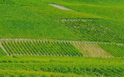 Vineyards decorate the landscape from Geneva, Switzerland into France. Flickr:llee_wu