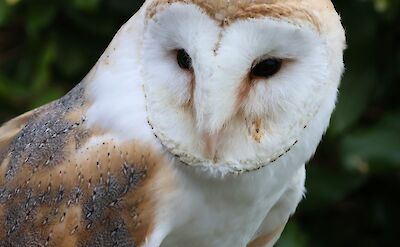 Barn Owl, Moreton-in-Marsh, England. Unsplash:Corinne Titcomb