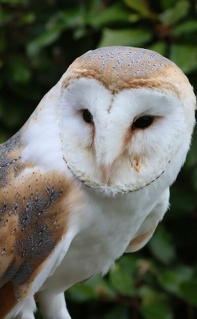 Barn Owl, Moreton-in-Marsh, England. Unsplash:Corinne Titcomb