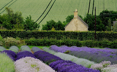Lavender fields in Snowshill, Gloucesterdshire, England. CC:Saffron blaze