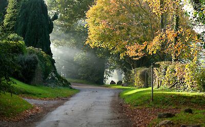 Tree-lined road in the Cotswolds, England. Unsplash:Colin Watts