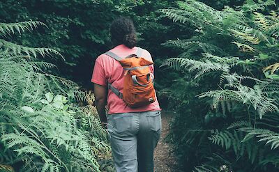 Hiking through ferns near Lake Windermere, Lake District, England. Unsplash:Greg Willson