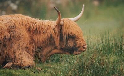 Horned cow, Lake District, England. Unsplash:Jonny Gios