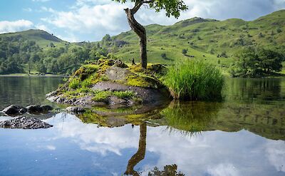 Reflection of a tree in Ambleside, Lake District, England. Unsplash:Jonny Gios