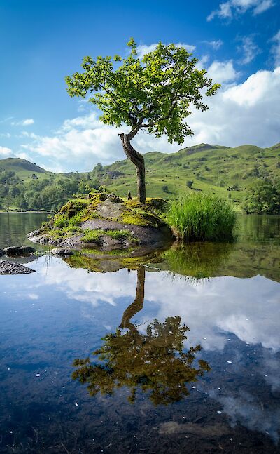 Reflection of a tree in Ambleside, Lake District, England. Unsplash:Jonny Gios