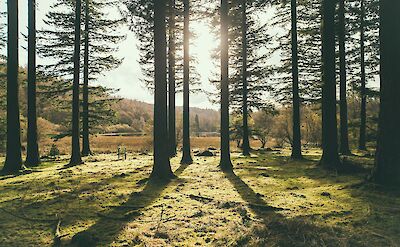 Sunlight through the trees near Lake Coniston, Lake District, England. Unsplash:Joseph Pearson