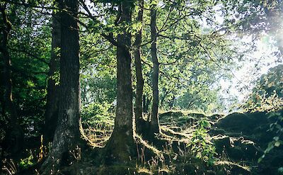 Sunlight through the trees near Lake Windermere, Lake District, England. Unsplash:Greg Willson