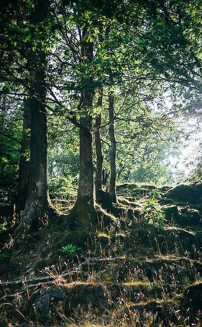 Sunlight through the trees near Lake Windermere, Lake District, England. Unsplash:Greg Willson