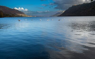 Swans on Ullswater Lake, Lake District, England. Unsplash:Donna Elliot