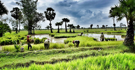 Rice paddies near Siem Reap, Cambodia. Photo via Flickr:ND Strupler 13.361785, 103.859901