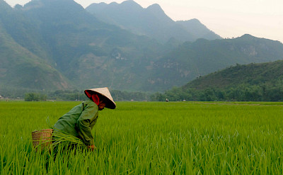 Rice fields in Vietnam. Photo via Flickr:M M