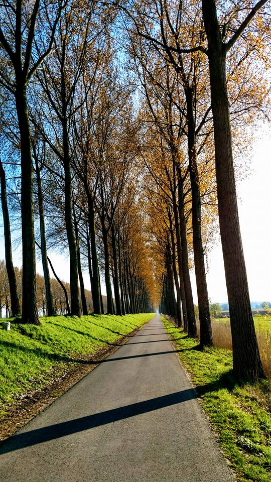 Bike path in Bruges