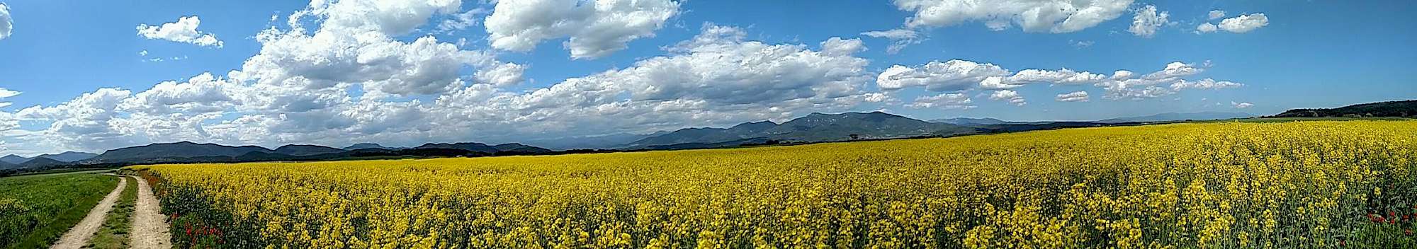 Flower field in Spain