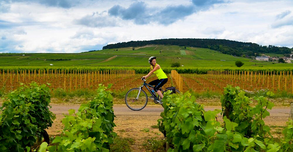 Cycling amid the lush vines and the promise of wine in Burgundy, France.
