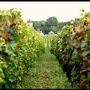 Burgundy guided bike tour Photo