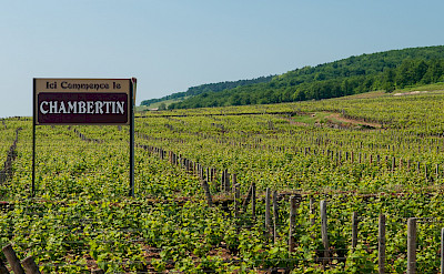 Entering the vineyards of Chambertin in Burgundy, France. Flickr:Anna & Michal