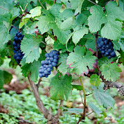 Burgundy guided bike tour Photo