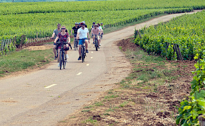 Cycling through the vineyards in Burgundy - one of France's main wine-growing regions.