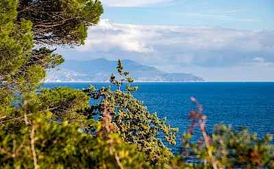 Coast of Giglio viewed through trees, Italy. Unsplash@Federico Burgalassi