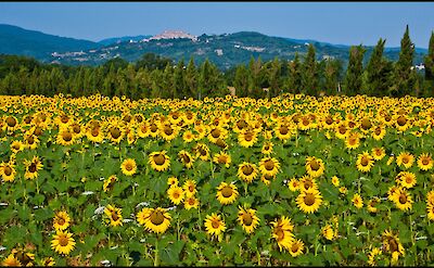 Sunflowers in Tuscany, Italy. Flickr:Guillén Pérez