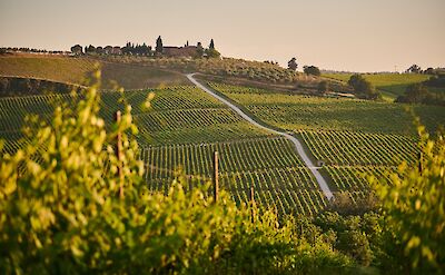Rolling hills of Tuscany. Unsplash:Johny Goerend