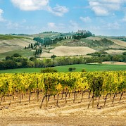 Highlights of Tuscany E-Bike & Boat - Vineyard in Tuscany, Italy. Unsplash@Getty Images