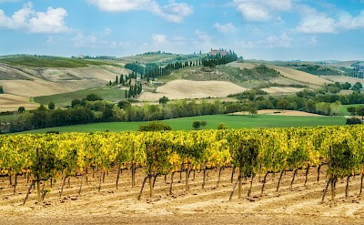 Vineyard in Tuscany, Italy. Unsplash@Getty Images
