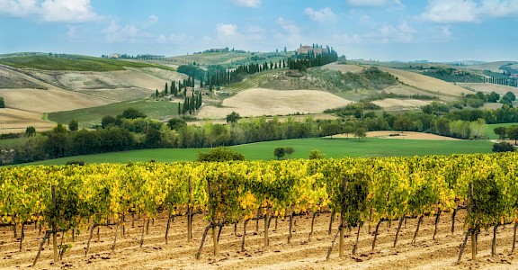 Vineyard in Tuscany, Italy. Unsplash@Getty Images